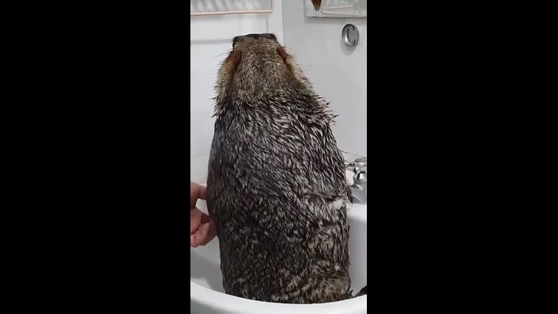 Marmot taking a shower