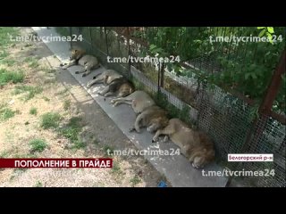 Звериный бэби-бум: животные из новых регионов РФ дали потомство в Крыму