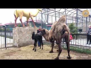 Первые шаги верблюжонка Мартина.2. Тайган _ First steps Martin camels cub.2. Tai