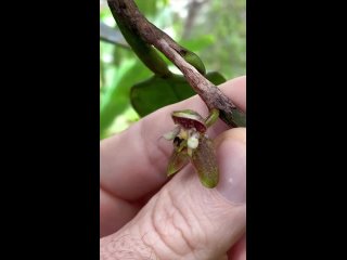 На видео Bulbophyllum macrorhopalon – орхидея, которую называют “The Puppetmaster” что переводится, как кукловод.