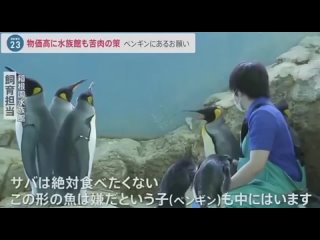 Голодовка пингвинов и выдр