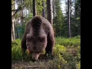 В Тюменской области медведь подошёл к палатке с отдыхающим мужчиной в лесу