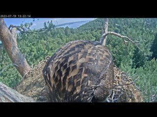 19.07.2023 Запись из гнезда орланов-белохвостов Чулмана и Камы