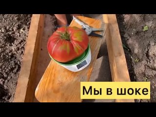 В Красноярском крае разыгрался помидорный скандал. Участница конкурса «Минусинский помидор» пожаловалась, что её томат засудили