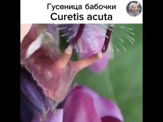 Гусеница бабочки Curetis acuta