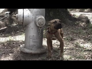 Puppy Tied to Fire Hydrant Gets Rescued From the Blistering Heat   Pit Bulls  Parolees