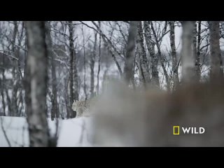 Land of Ice and Snow (Full Episode)   Wild Nordic