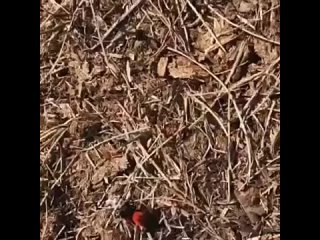 В Башкирии обнаружили ядовитого паукаНасекомое заметила жительница села Аскарово Абзелиловского района Гульгина Яхина на свое