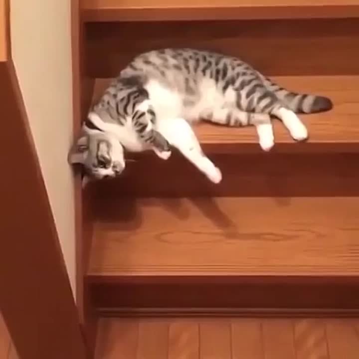 Включи котики устали громкость. Ленивый кот. Котенок на лестнице. Ленивый кот гиф. Ленивый котик гиф.
