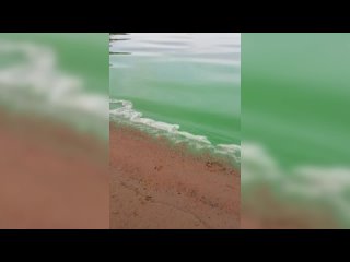 Иртыш позеленел: омичи обратили внимание на необычный цвет воды около Зелёного острова