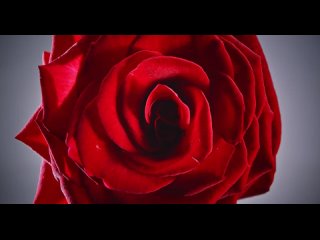 Новая коллекция парфюмов Rose Edition_ найди свою розу