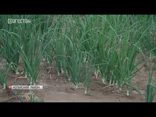 Более 320 тысяч тонн лука планируют собрать дагестанские фермеры