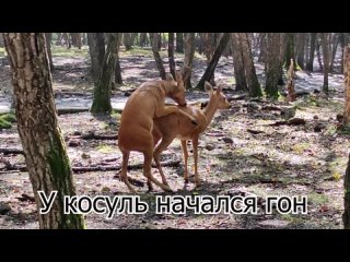 У маньчжурских косуль начался гон.