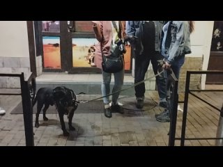 Жил Был Пёс 🐕  Жил Был Кот Юля Приходько Money Honey 🍯 Canon OPPO Xiaomi Note Redmi 11 Моя Жизнь Кино  📽 Музей Псов