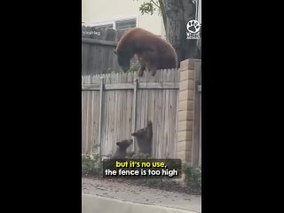 Mama Bear Refuses to Abandon Her Beloved Cubs