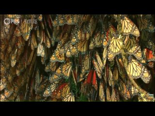 Пол-миллиарда бабочек Монархов собираются в Мексике