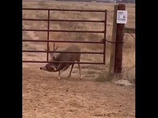 Когда умеешь приспосабливаться к своим особенностям