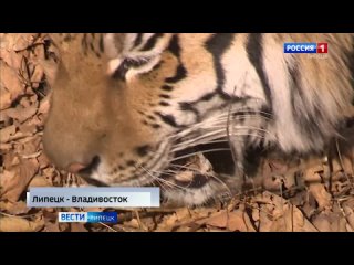 Максим Каленник - как на Дальнем востоке сохраняют популяцию амурского тигра