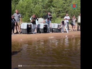 Выпуск нерп в Ладожское озеро