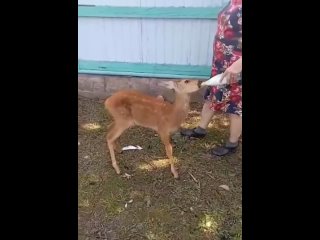 🦌В Башкирии сельчанка нашла в лесу умирающего детеныша косули и выходила его