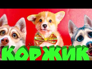 [Корги КОРЖИК] Я УБЕЖАЛ!! (Корги Коржик) 200к КЛИП!