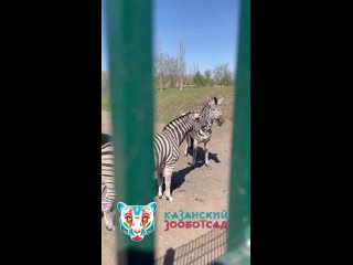 У самца зебры, черно-белый красавца Ромака, из Казанского зооботсада сегодня 20-летний юбилей