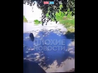 🇷🇺🔞 В Саратове водитель переехал спящую собаку и поехал дальше как ни в чем не бывало