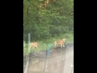 Тигры на дороге.