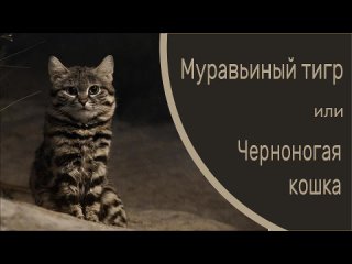 Муравьиный тигр