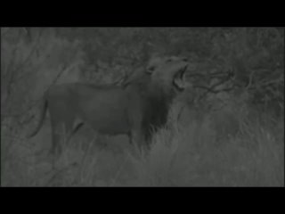 UPDATE injured Amakhala cheetah, hyena vs hyena, lion tracks, screenshots, WildEARTH, AM Sep 16 2023