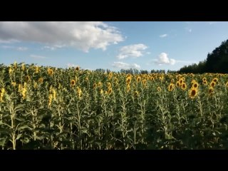 Только подсолнухи на ветру. () 💨🌻🌻🌻💨