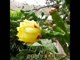 Недавно в Харбине зацвел и дал плоды столетний кактус, пересаженный в 1896 году. Он был занесен в Книгу рекордов Гиннесса