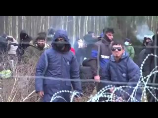 Мигранты пытаются прорваться в Польшу с территории Белоруссии
