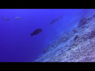 Maldives 2022. Tiger sharks