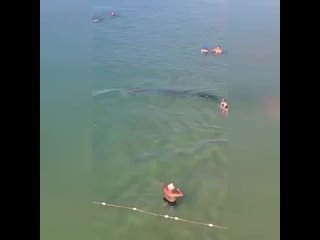 Дельфины приплыли прямо к пляжу с отдыхающими в Анапе.