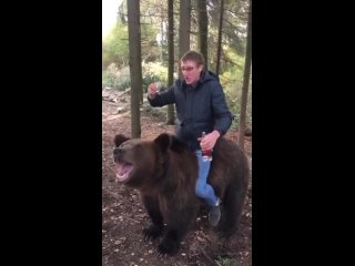 Когда ты можешь оседлать даже медведя!