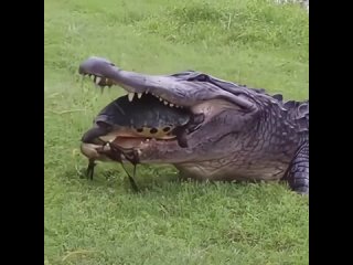 Крокодил ест черепаху 🐢🐊