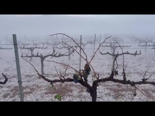 Последствия мощного шторма в Испании: град уничтожил урожай на виноградниках в муниципалитете Рекена (Валенсия). 

Также пострад