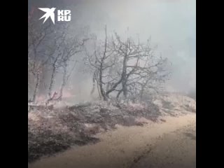 Лесной пожар на горных склонах Геленджика приблизился к “Сафари-парку“