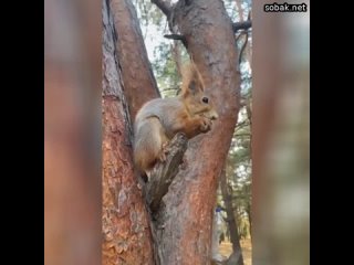 15:15 22 авг: Дорогие друзья!  Представляем вашему вниманию новый канал Енотик Милори!  Здесь для ва