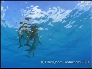 Дельфины защищают дайвера от акулы. Большая молотоголова акула уплывает прочь от дельфинов.