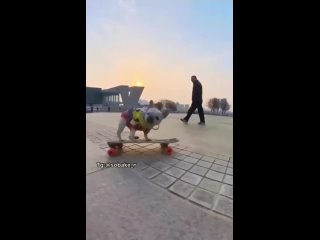 Пёс скейтер!