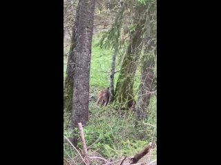 В лесу у Виштынецкого озера на видео попала рысь