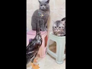 кошка vs утка