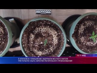 В Алапаевске полицейские задержали местного жителя при попытке сбыть наркотик растительного происхождения