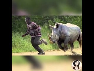 носороги напали на людей