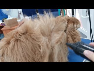 Стрижка собак и кошек Груминг салон ВК Айболитtan video