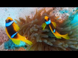 Scuba diving Dahab Egypt November 2022