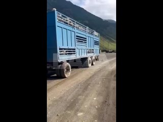 Тяжелый понедельник: в Дагестане произошло ДТП с козлом

Животное в Чародинском районе везли в грузовике и в один момент бедняга