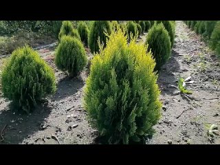 Туя восточная Ауреа Нана опт и безналичный расчет _ Ростов-на-Дону _ Small Gardens